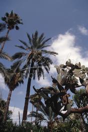 Image du Maroc Professionnelle de  Le Jardin Majorelle une pure merveille crée par le peintre français Jacques Majorelle, qui a eu le coup de foudre pour Marrakech. Yves Saint Laurent et Pierre Bergé font l’acquisition de ce havre de paix durant les années quatre-vingt où Yves Saint Laurent dessina plusieurs pièces. son voeux était de faire de ce parc une œuvre d’art vivante. On y découvre des plantes provenant des cinq continents, yuccas d’Océanie, lotus d’Asie, cactus d’Amérique, palmiers d’Afrique et cyprès d’Europe …, à Marrakech le Lundi 18 Août 1997. ((Photo / Abdeljalil Bounhar)